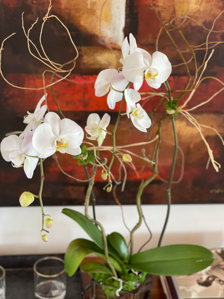 Large double stem orchid with moss and raffia 