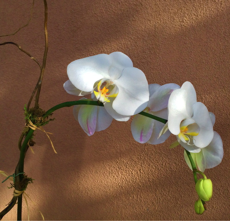 Large white 30" tall orchid plant with curly willow,  moss and tied raffia (upgrade to add size)
